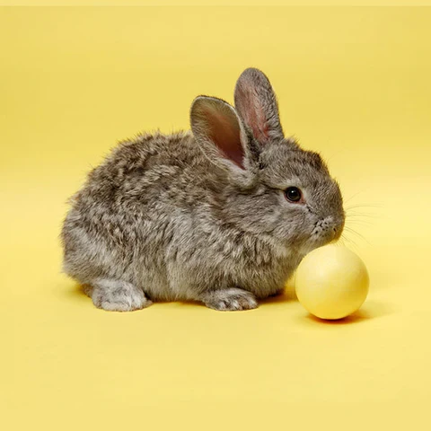 Inspire Pets